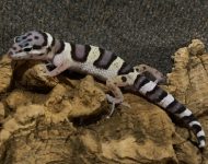 leo leo